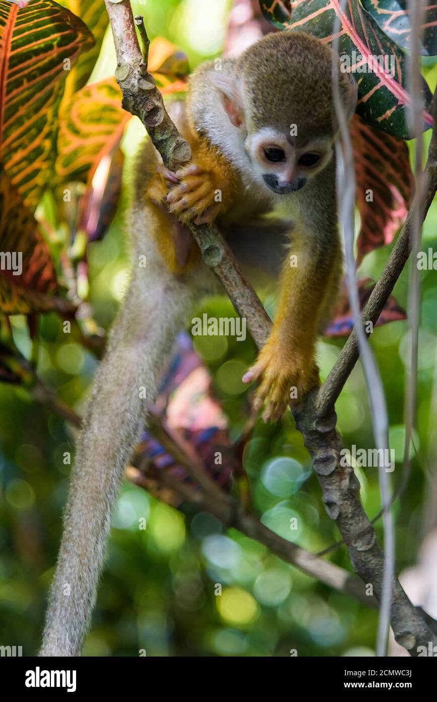 Eichhörnchen Affen im Park Stockfoto