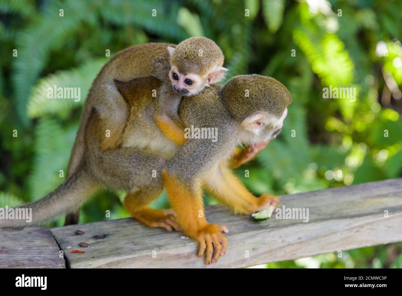 Eichhörnchen Affen im Park Stockfoto