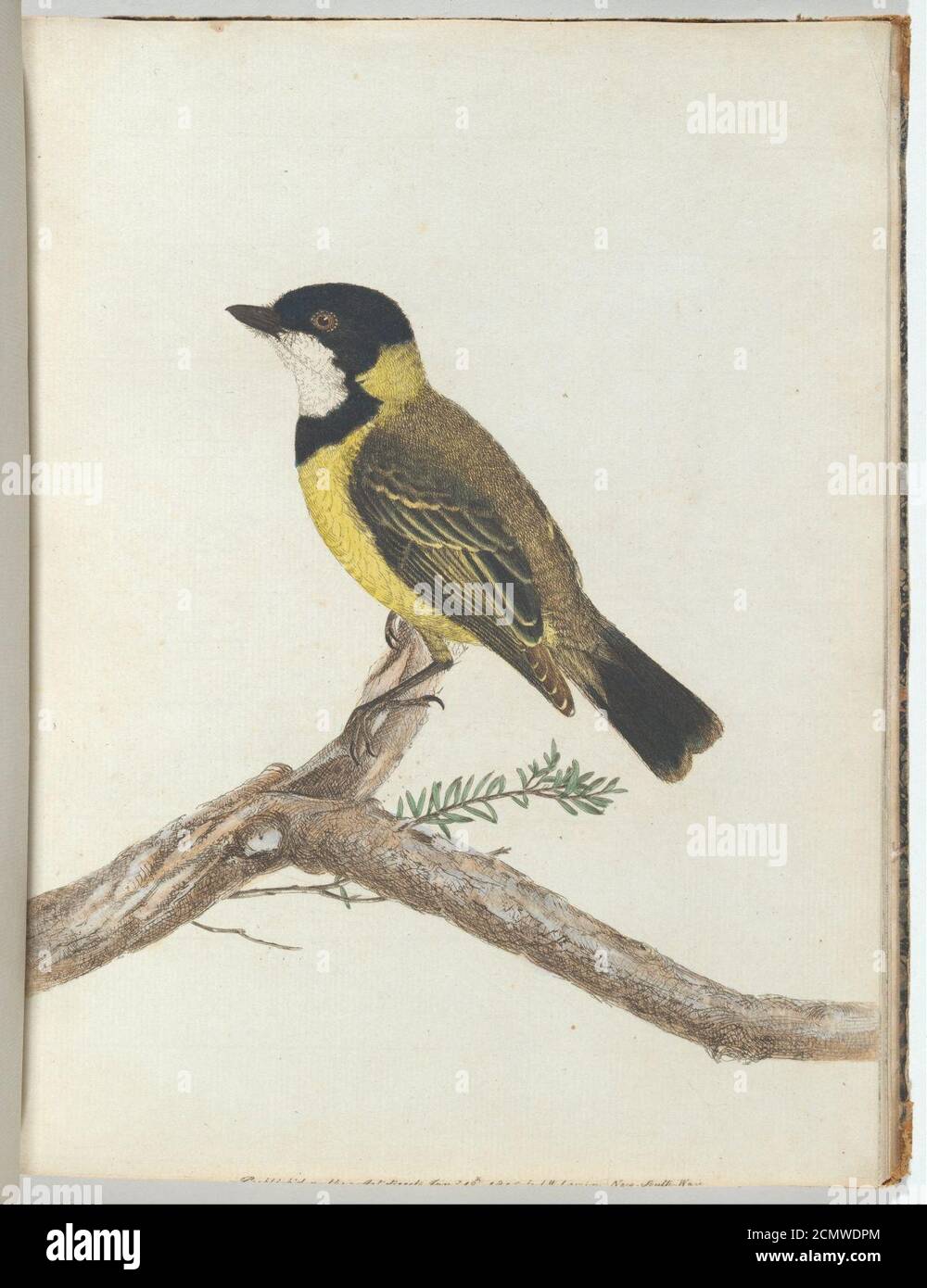 John Lewin - Schwarze Krondrossel.Lewin, John. Vögel von New South Wales mit ihrer Naturgeschichte. Sydney – G. Howe... Stockfoto