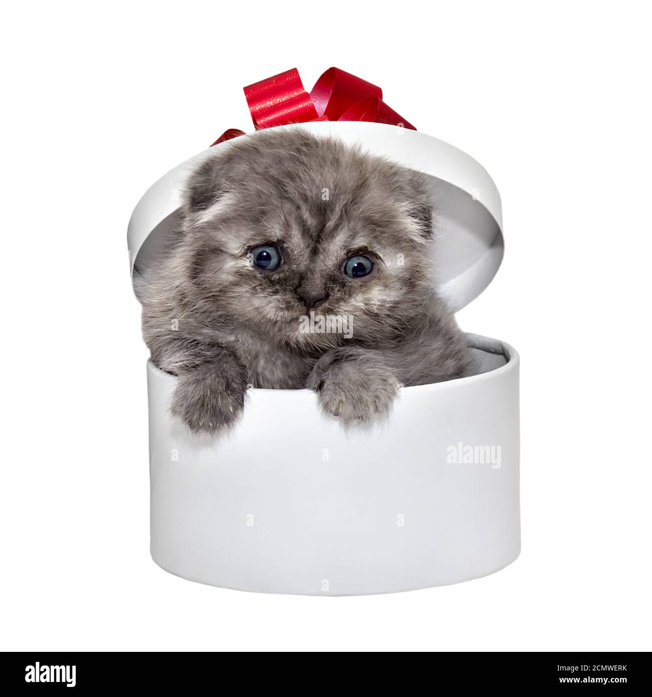 Scottish Fold Kätzchen Rasse und weißer Geschenkbox Stockfoto