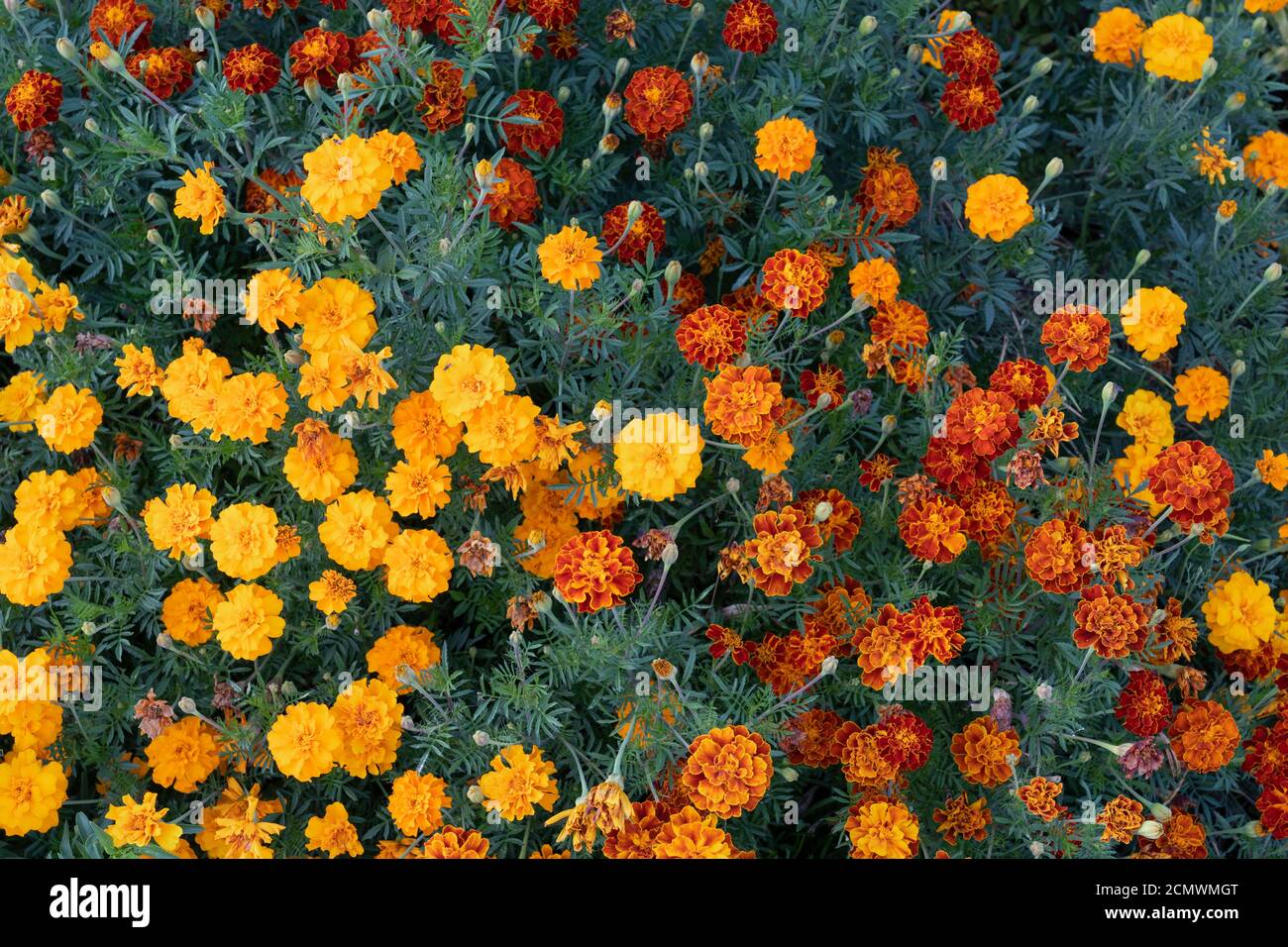 Eine Mischung aus roten, orangen und gelben Tagetes patula ‘Honeycomb’ und Zwerganenomblüten - französische Ringelblumen aus der Familie Asteraceae Stockfoto