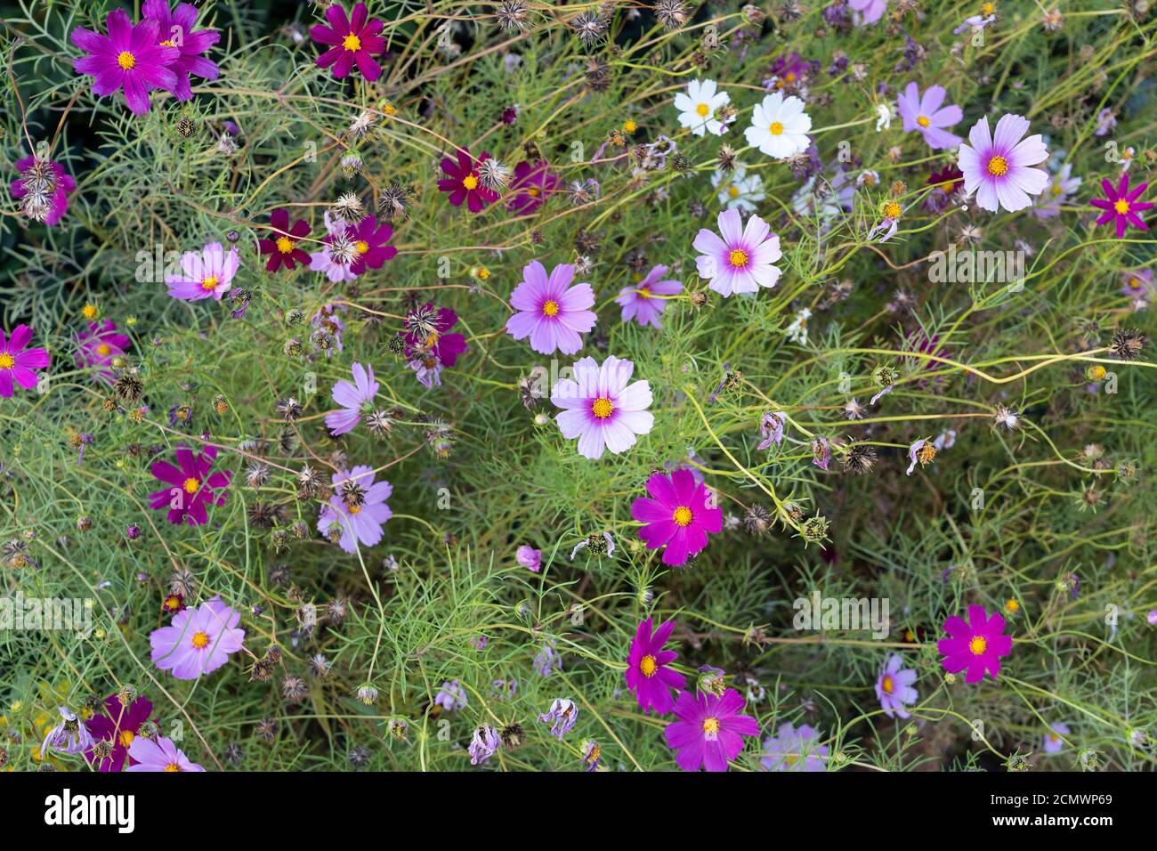 Cosmos bipinnatus 'Sensation Mixed' Cosmos auch allgemein als Garten-Kosmos oder mexikanischen Aster, mit bunten rosa und weißen Gänseblümchen-ähnliche Blumen Stockfoto