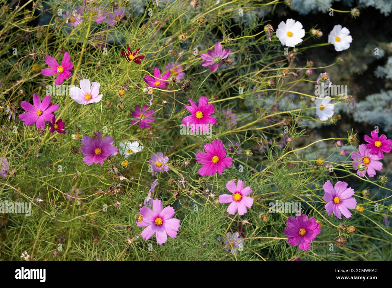 Cosmos bipinnatus 'Sensation Mixed' Cosmos auch allgemein als Garten-Kosmos oder mexikanischen Aster, mit bunten rosa und weißen Gänseblümchen-ähnliche Blumen Stockfoto