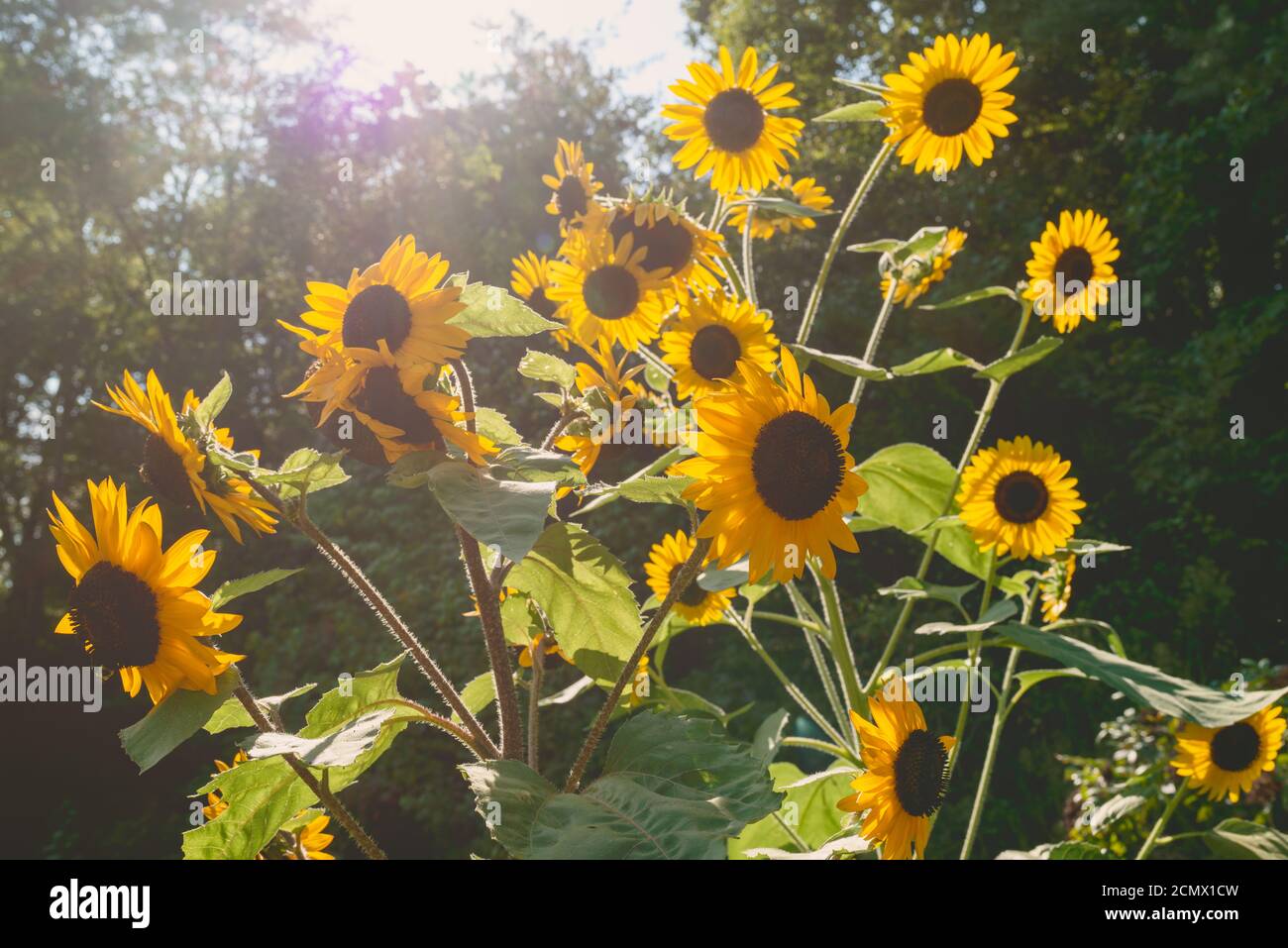 Sonnenblumen blühen freudig und greifen nach der Sonne, wenn der Sommer