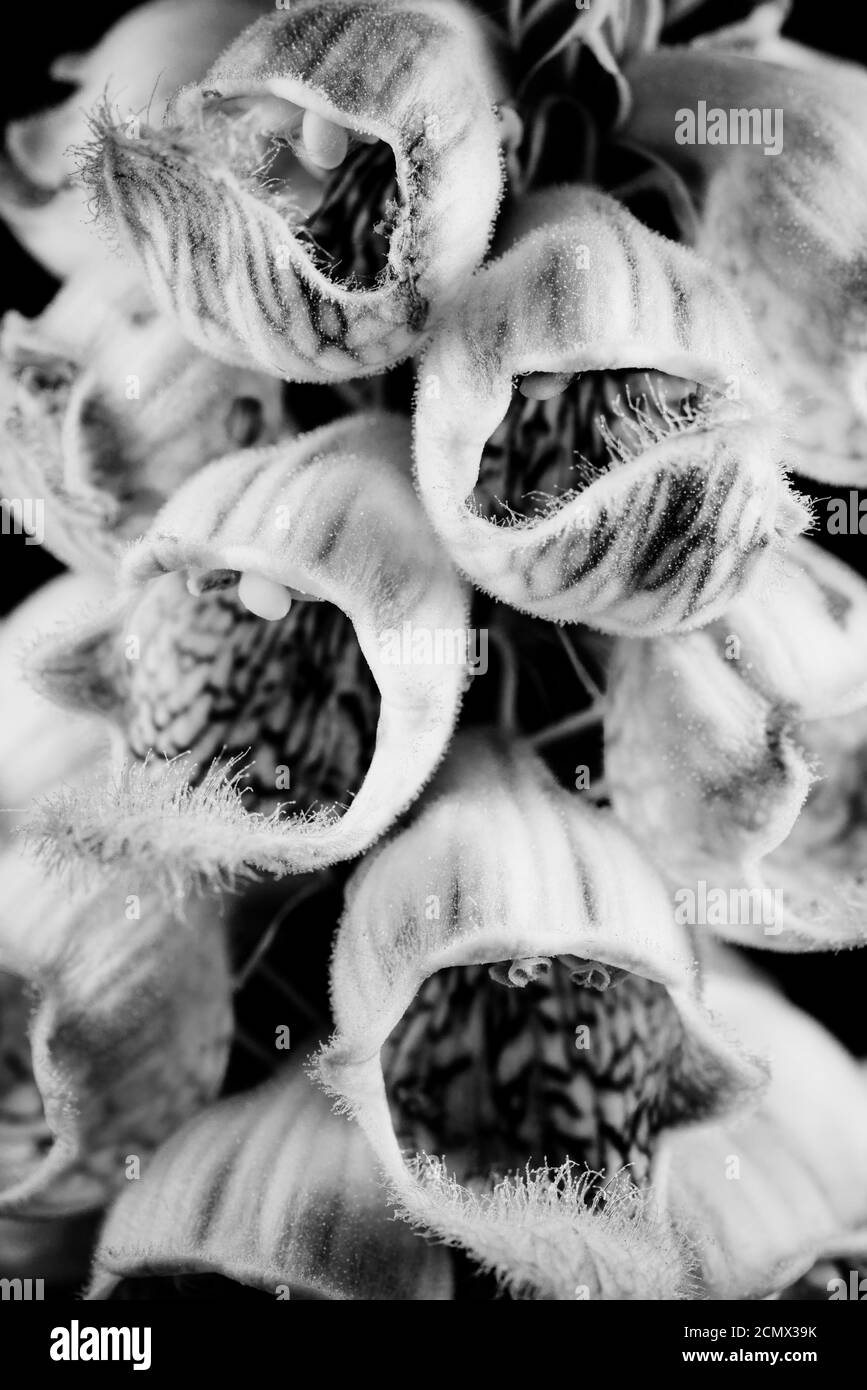 Digitalis ferruginea blühende Pflanze mit Ausdruck des menschlichen Mundes Stockfoto