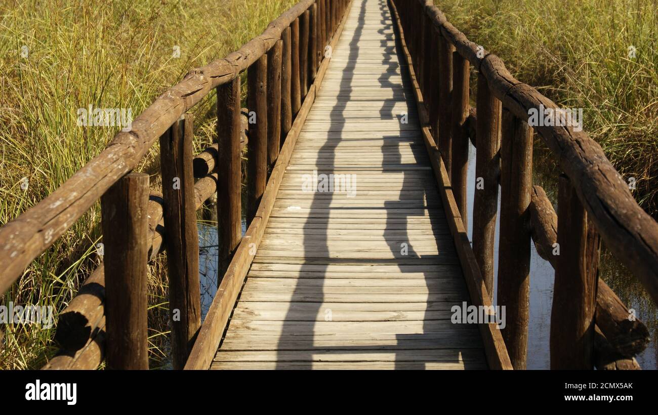 Il ponte sul lago di Massaciuccoli, Provincia di Lucca, un osservatorio naturale. Il ponte di legno tra la palude lacustre. Una strada di legno. Stockfoto