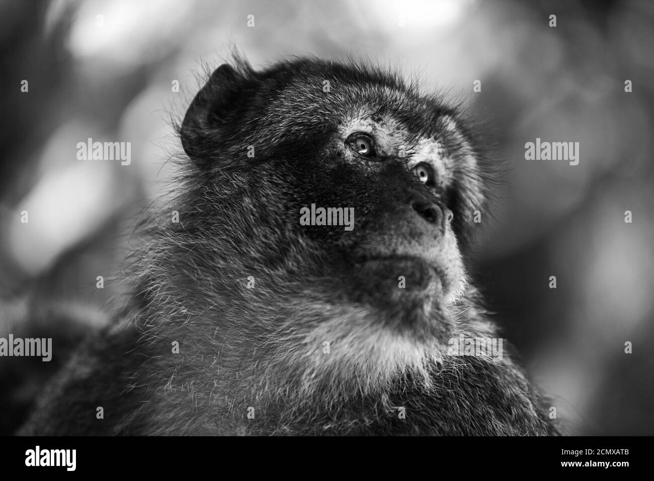 Erwachsener gibraltar-Affe auf einem Baum Stockfoto