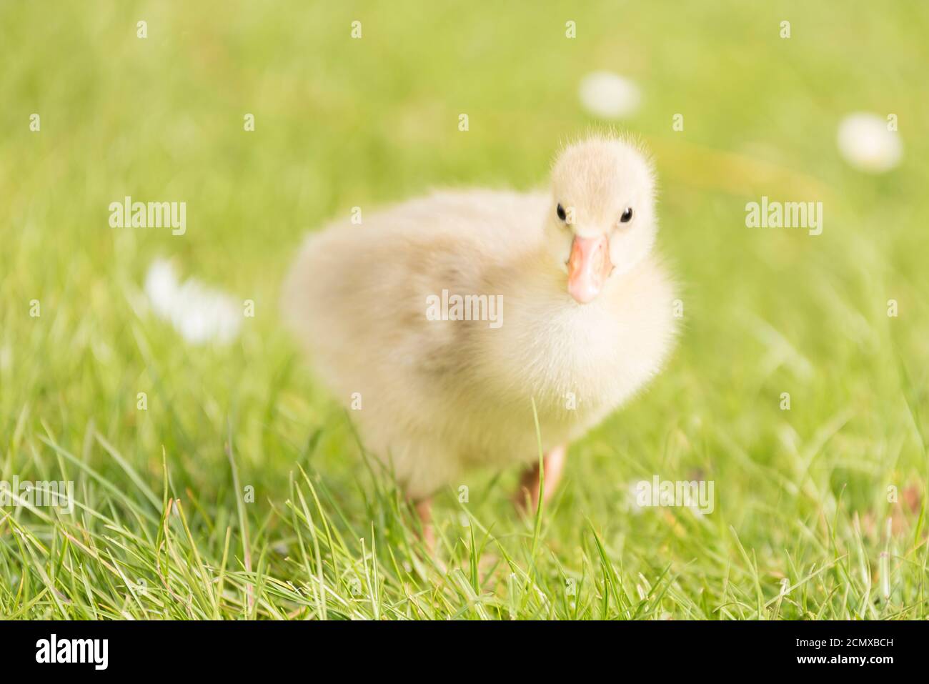 Baby Ente in der Mitte der Wiese Stockfoto