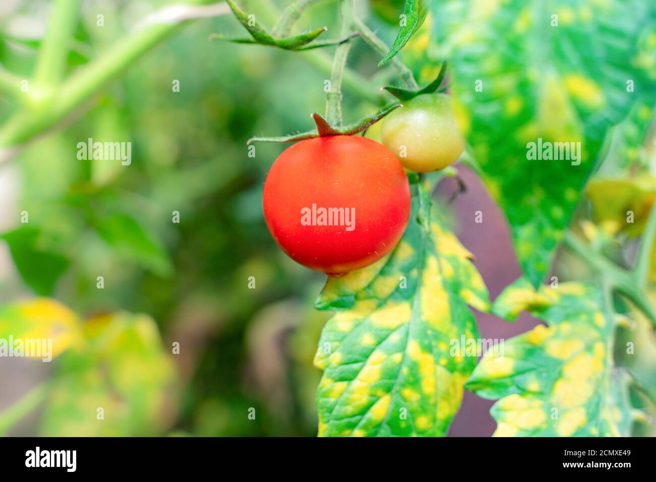 Zweig der roten Kirsche in einem Gewächshaus angebaut. Reife Tomaten wachsen auf einem Gartenbauernhof. Bio-Ernte, Landwirtschaft, Landwirtschaft. Nahaufnahme große Tomaten hängen Stockfoto
