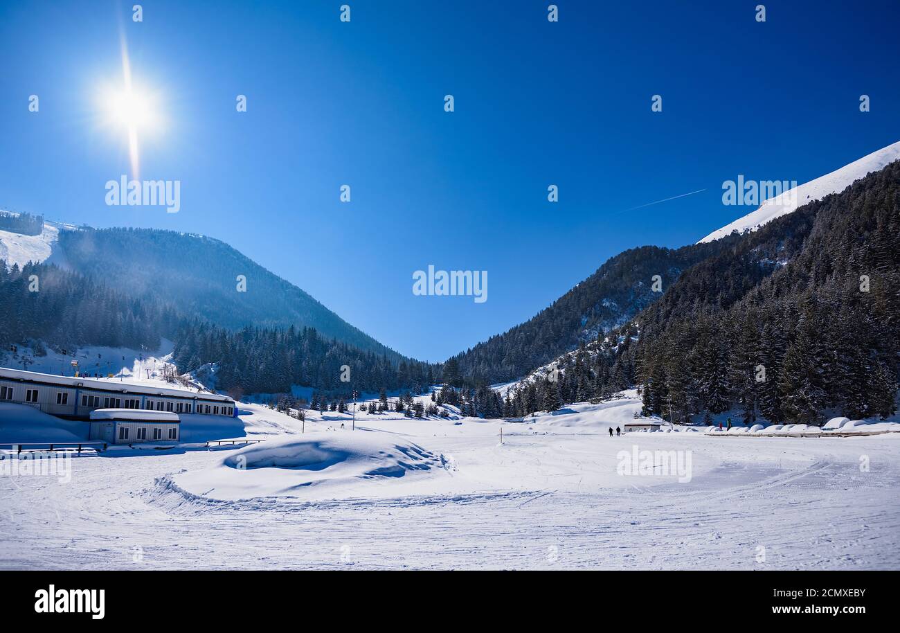 Berg-Kiefern, die mit Schnee bedeckt Stockfoto