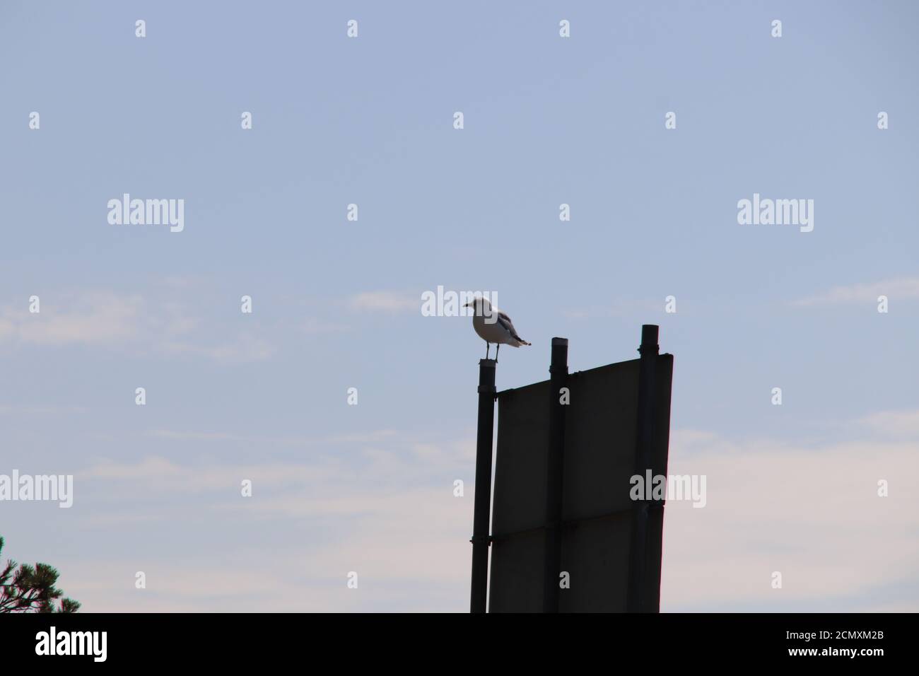 Wunderschöne Aufnahme einer Möwe auf einem Guidepost Stockfoto