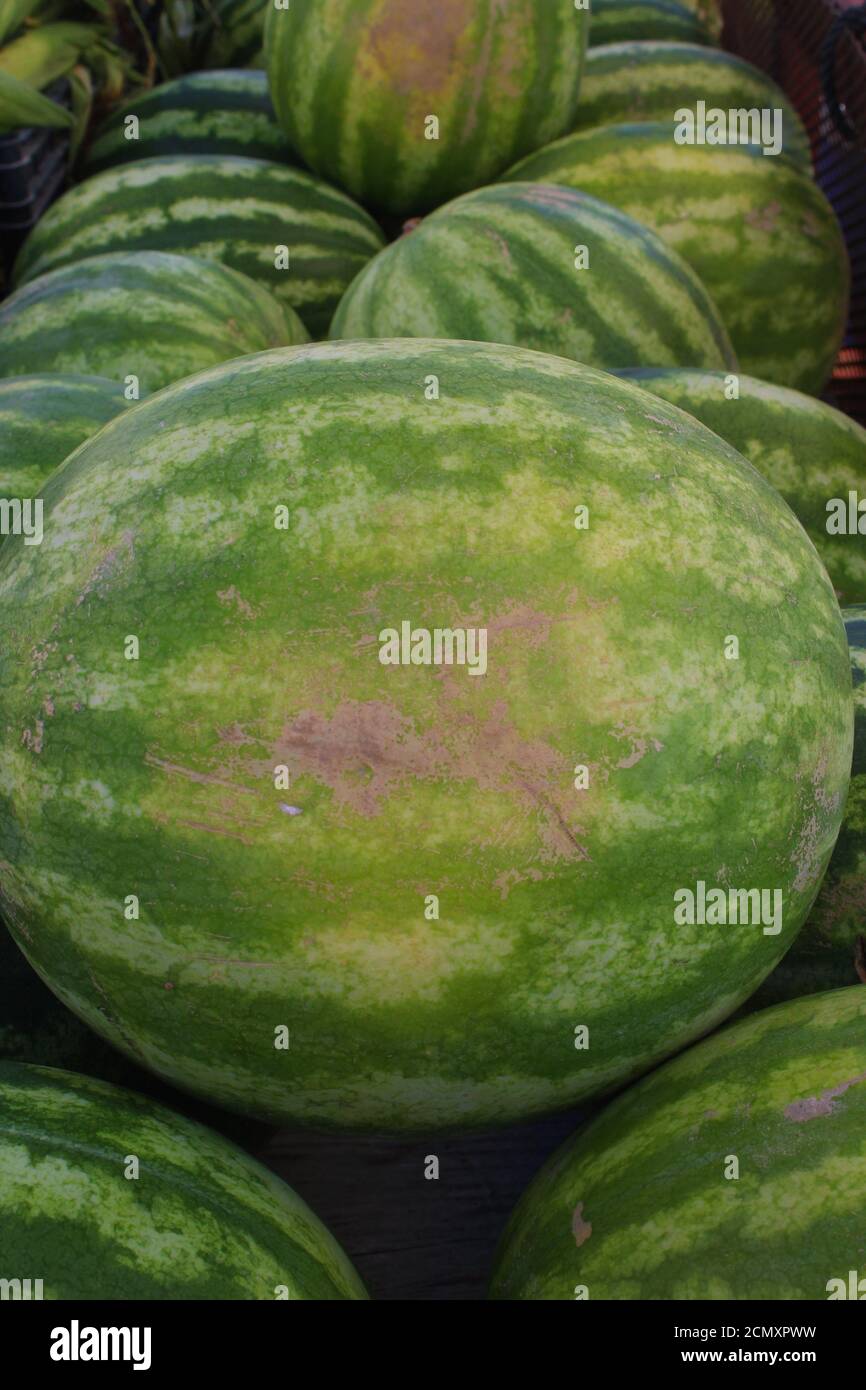 Ganz in der Nähe eines Korbes voller Wassermelonen Carolina Beach Farmer's Market Stockfoto