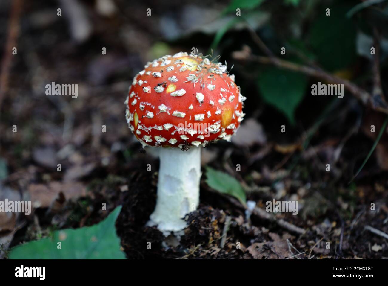 Agarie oder Amanita fliegen (Amanita muscaria) Der rot-weiß gefleckte Pilz ist wohl der ikonischste Toadstool Art Stockfoto