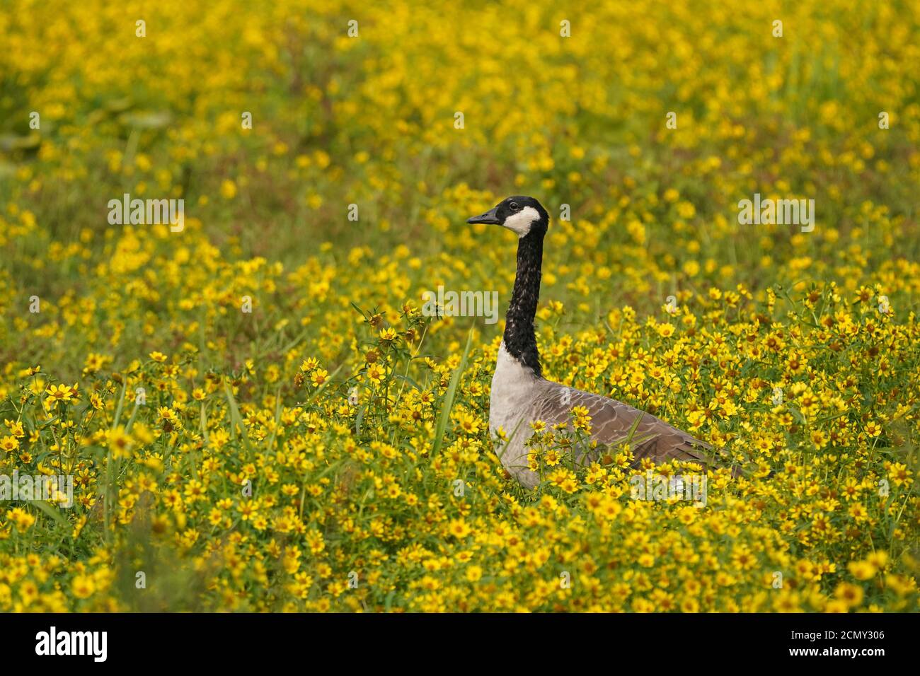 Vögel Stockfoto