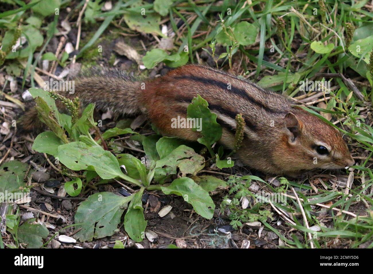 Chipmunk auf dem Boden auf der Suche nach Nahrung im Herbst Stockfoto