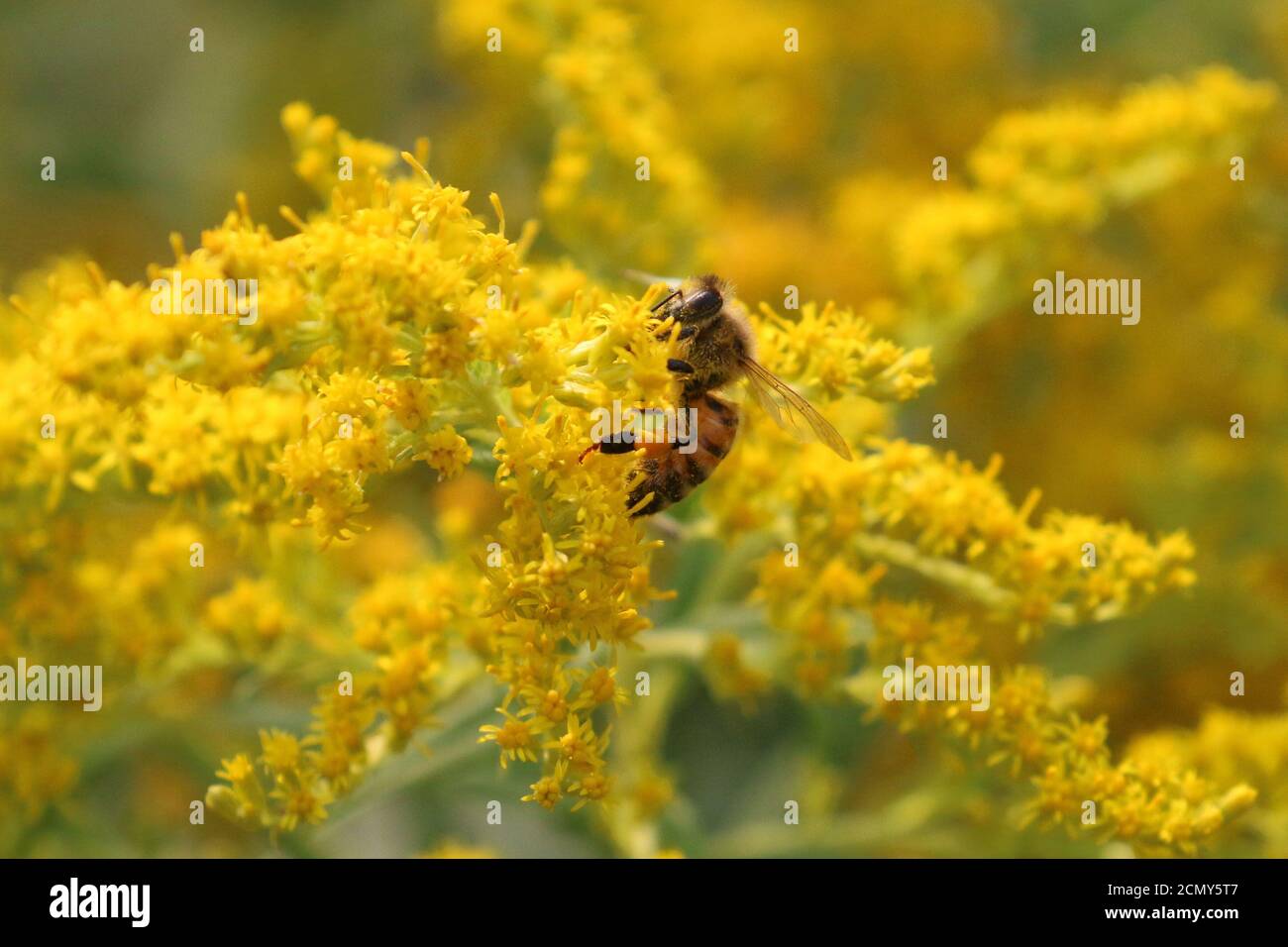 Honigbienen auf Goldener Rute Stockfoto