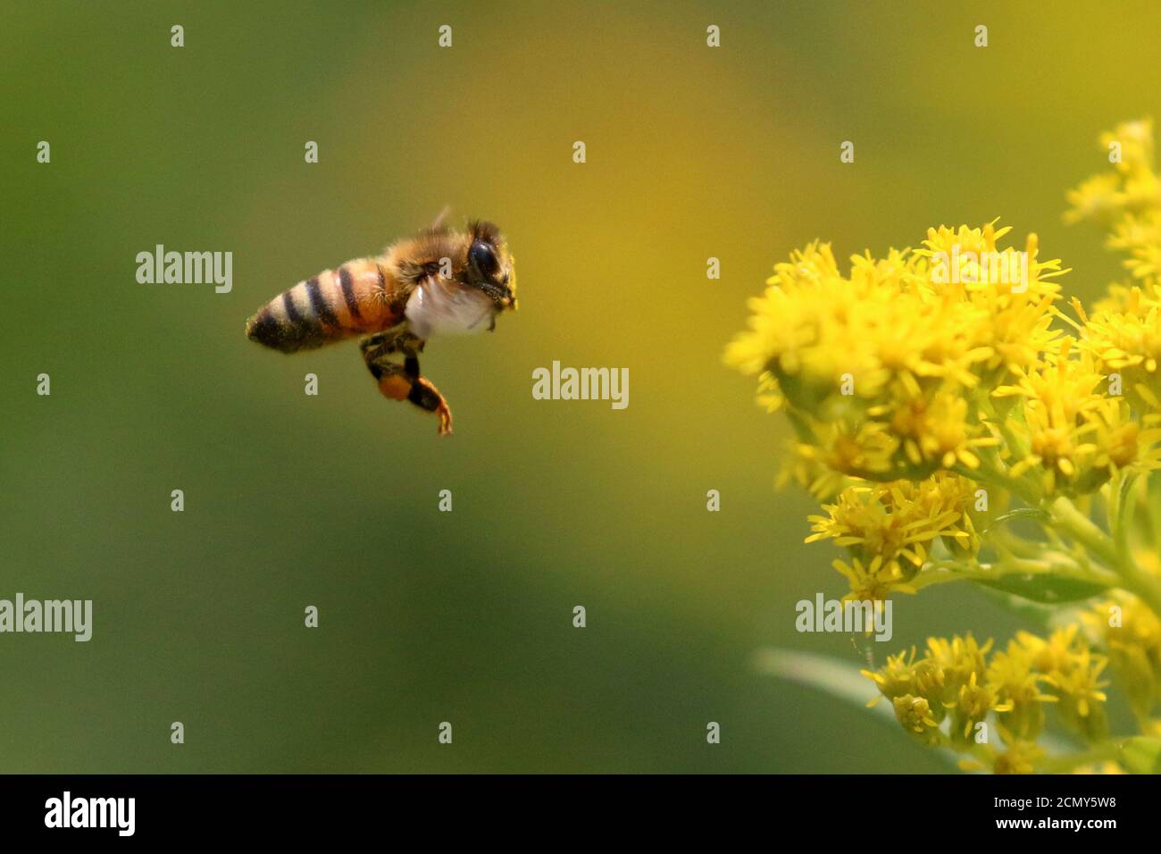 Honigbienen auf Goldener Rute Stockfoto