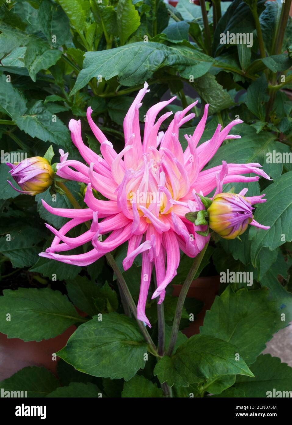 Nahaufnahme von Blumen und Knospen von Kaktus Dahlia Stars Favorit. Eine große rosa und weiße, voll buschige Dahlie, die im Sommer bis in den Herbst blüht Stockfoto