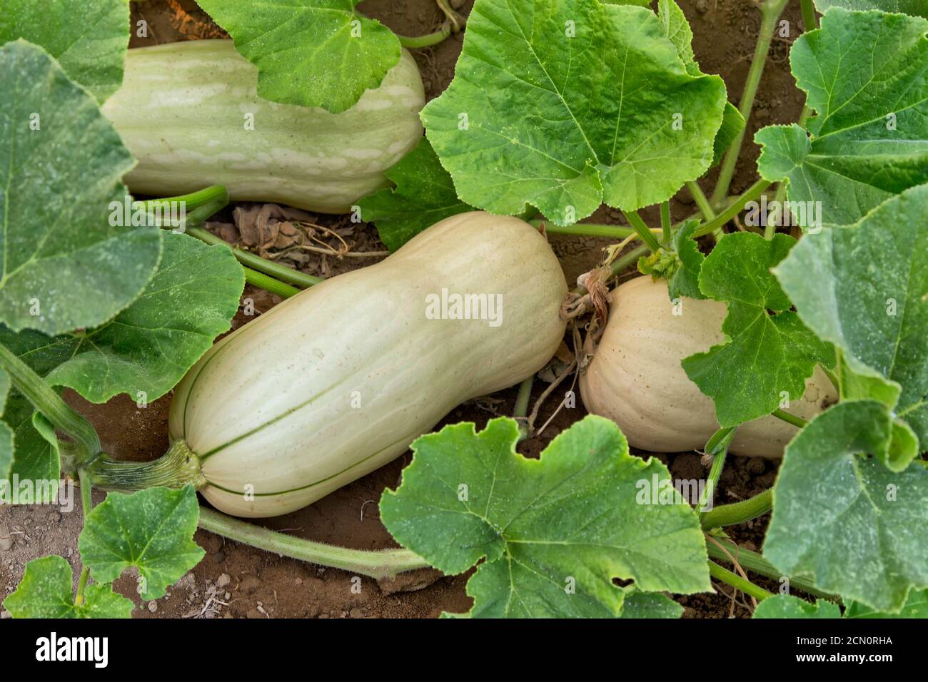 Butternut Squash 'Cucurbita moschata' reift im Feld, Kalifornien, Stockfoto