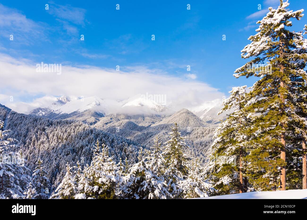 Заснеженные ели на фоне горных вершин. Stockfoto