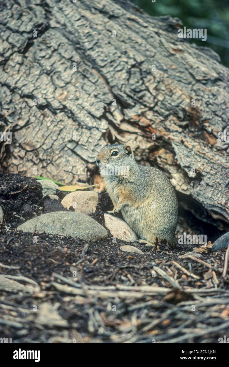 Uinta Ground Squirrel (Urocitellus armatus), früher (Citellus armatus), in der Nähe von Burrow, Wyoming USA. Foto von original Kodachrome 64 Transparenz. Stockfoto