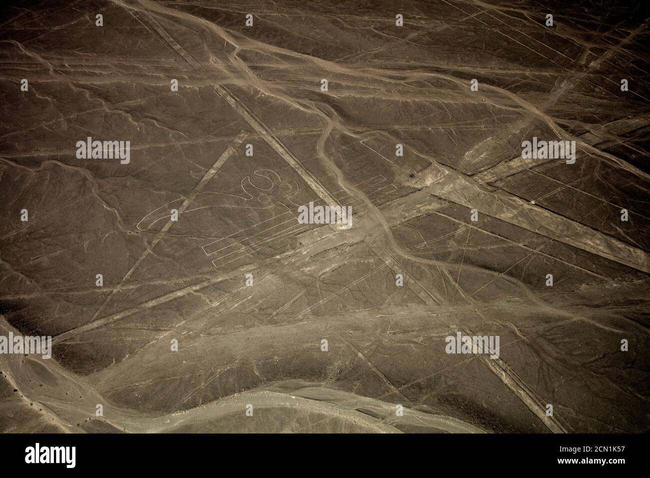 Die Parrot-Geoglyphe Nazca, Peru Stockfoto