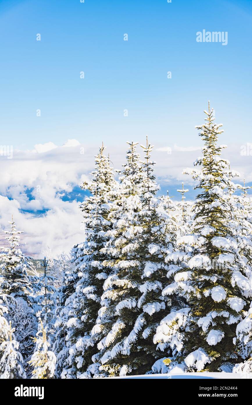 Berg-Kiefern, die mit Schnee bedeckt Stockfoto