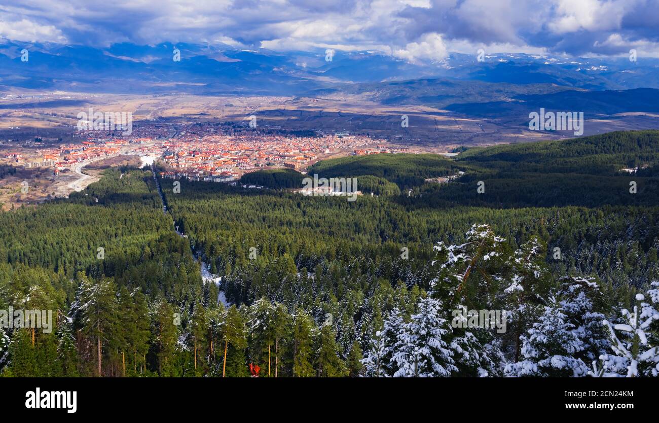 Berg-Kiefern, die mit Schnee bedeckt Stockfoto