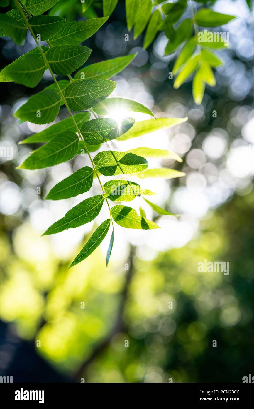 Sonnenlicht durch grüne Baumblätter mit geringer Schärfentiefe Stockfoto