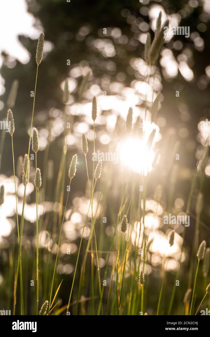 Detail von hohen braunen Gräsern in warmen Sommer Rückenlicht Während der Dämmerung Stockfoto