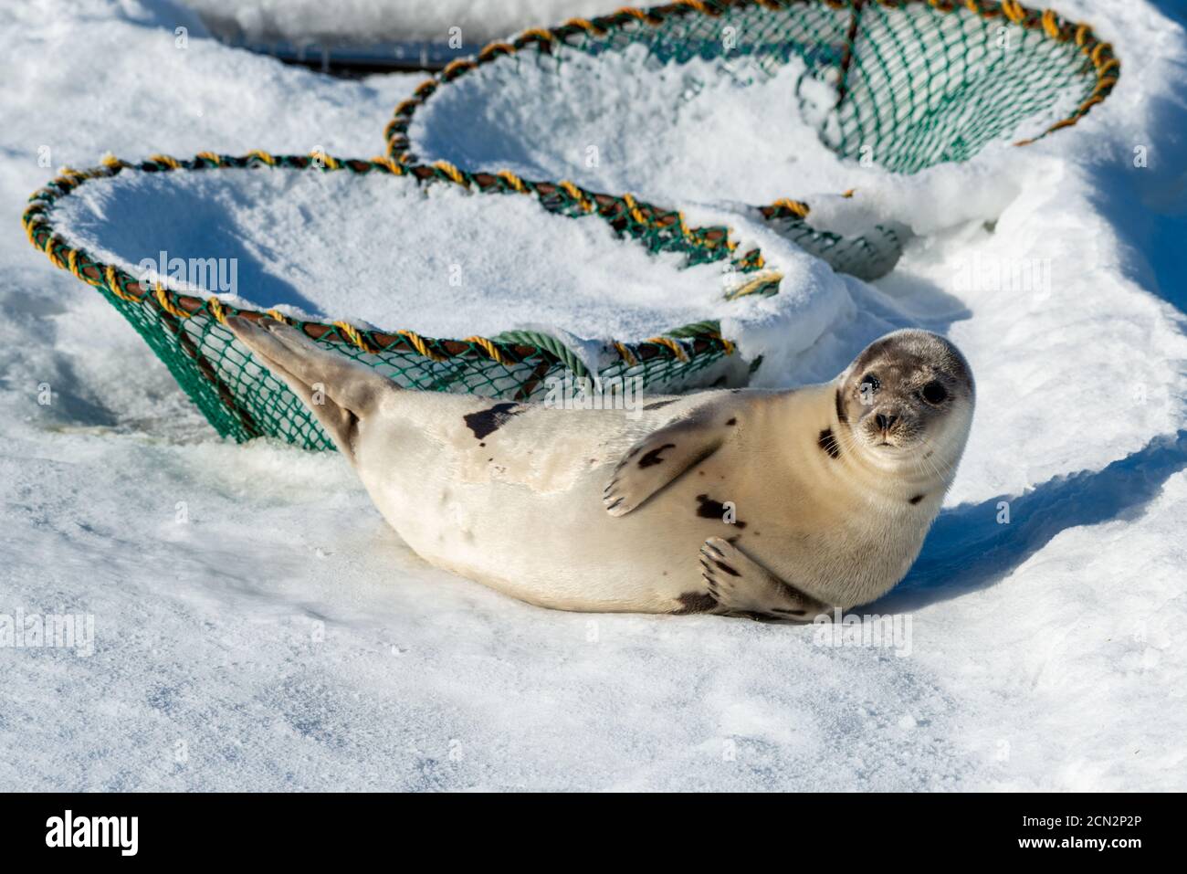 Eine große Harfenrobbe, die auf einem Bett aus Eis und Schnee liegt. Das silbergraue Fell mit dunklen Flecken oder harfenförmigen Markierungen ist glänzend und dick. Stockfoto