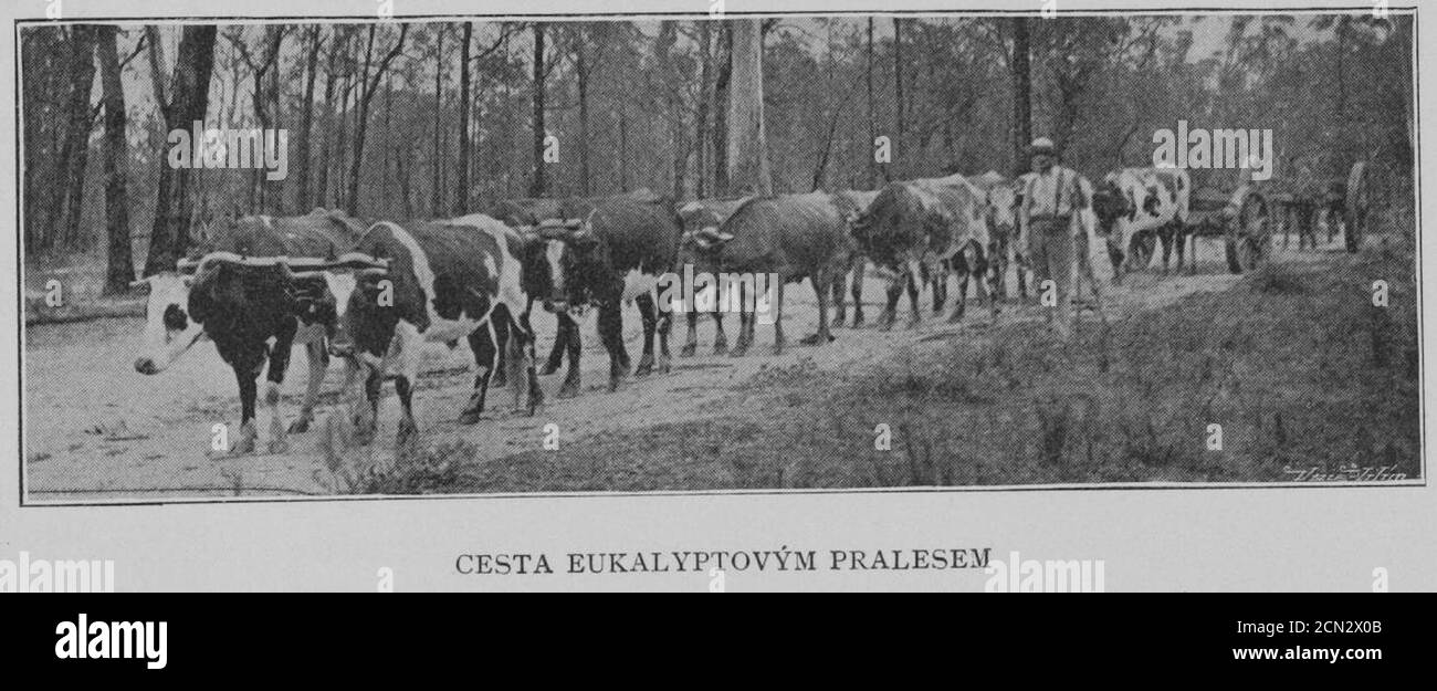 Reise durch Eukalyptus Wald 1901 Korensky. Stockfoto