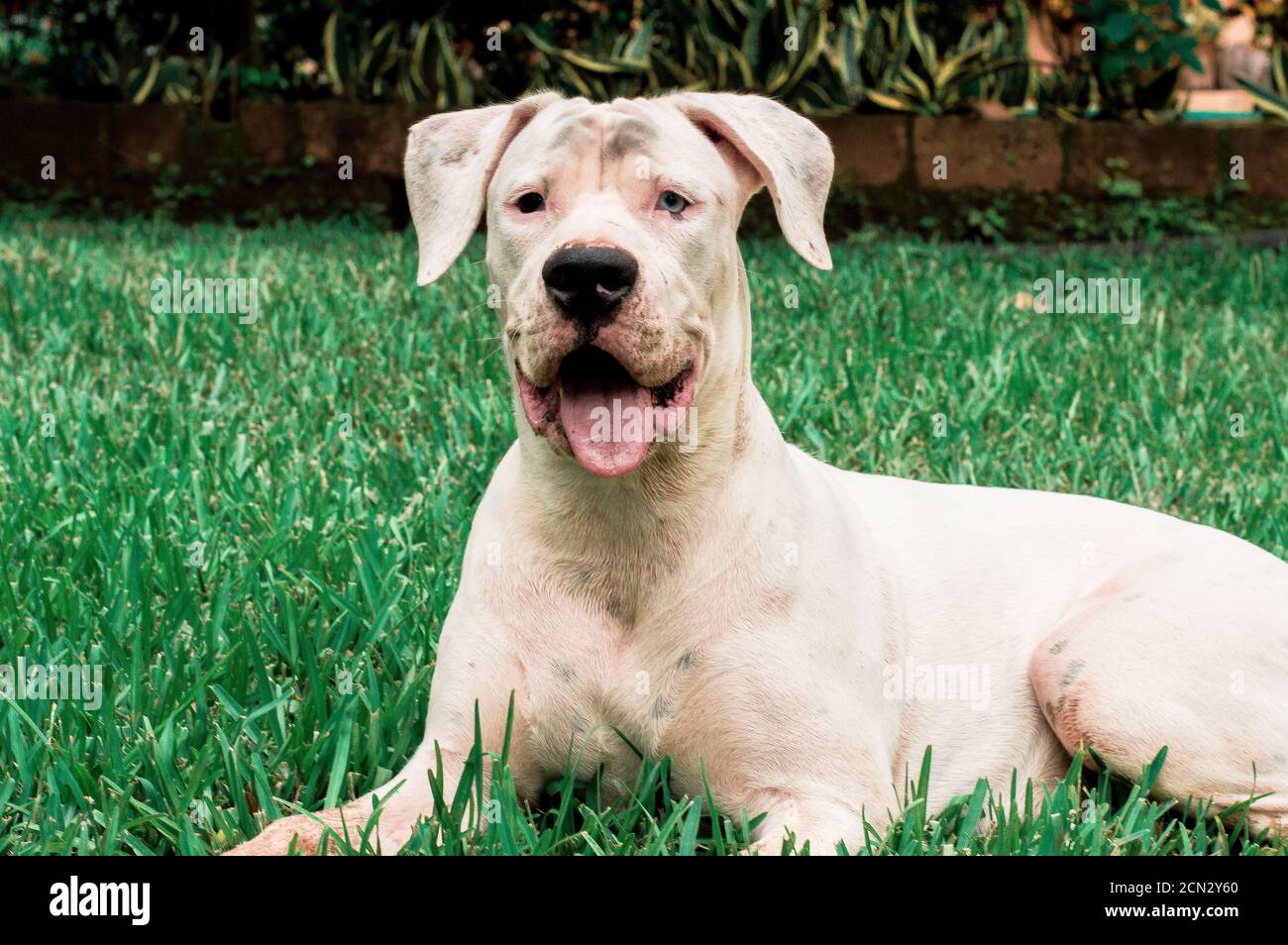 Weißer Hund mit blauem Auge und hervorstreckende Zunge An einem heißen Tag Stockfoto