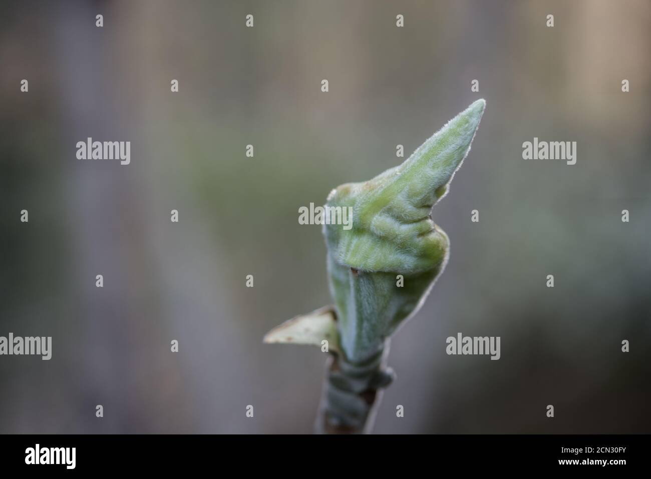 Grüne Pflanze, die aussieht, wie es Mittelfinger gibt Stockfotografie -  Alamy