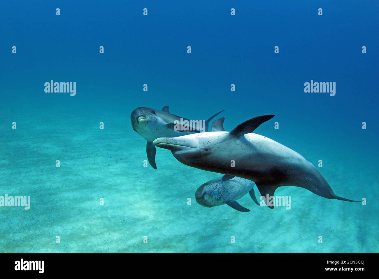 Atlantischer Fleckdelfin: Stenella frontalis sind intelligente Säugetiere höherer Ebene mit ausgeklügeltem Sonar, die für Kommunikation und zum Betäuben von Fischen verwendet werden. Stockfoto