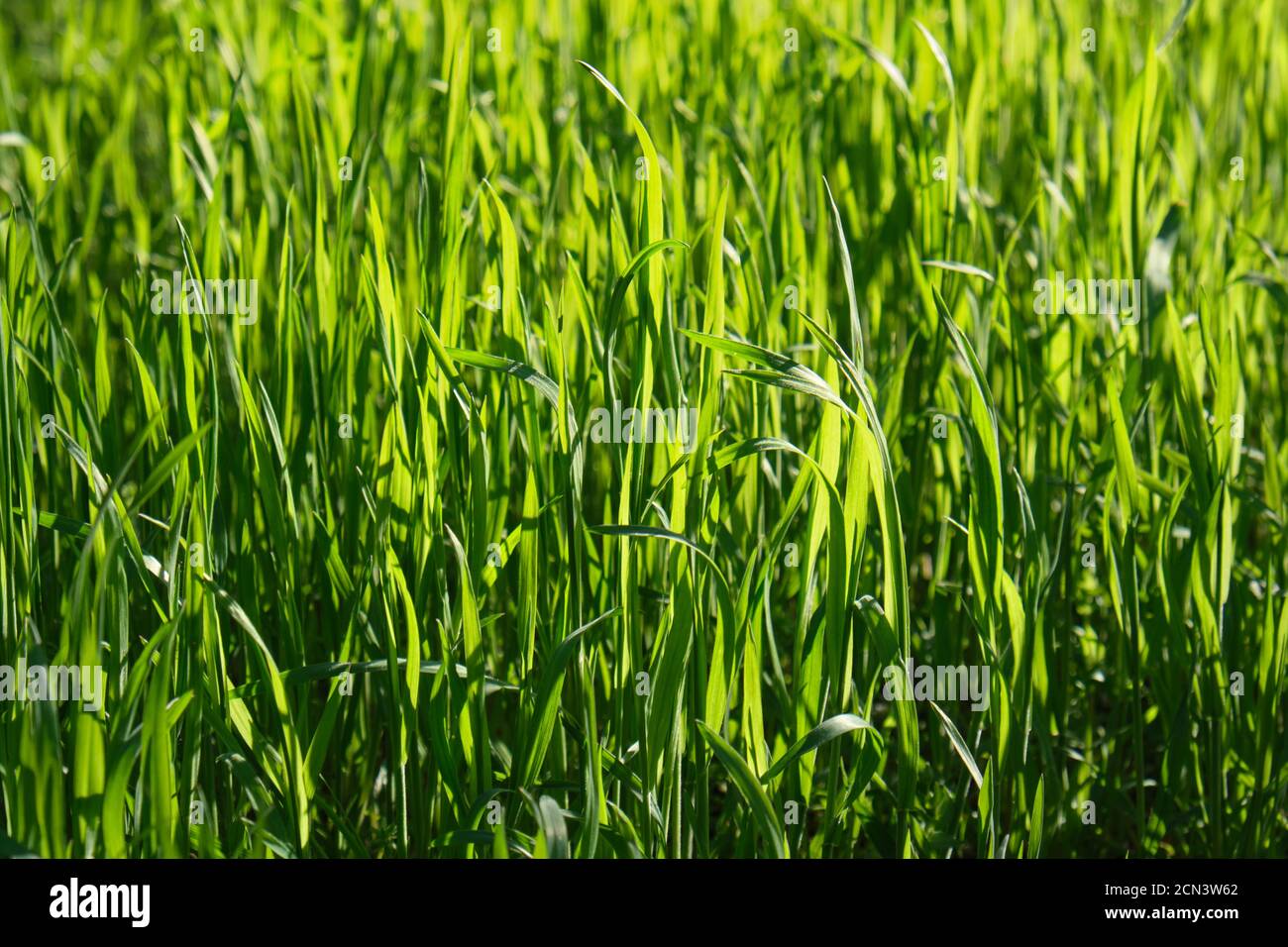 Im Sommer wächst im Park hohes grünes Gras Frühlingstag Stockfoto