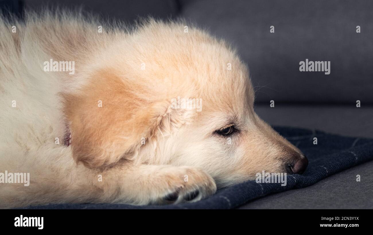 Deutsch Verblumpter Weißer Welpe Stockfoto