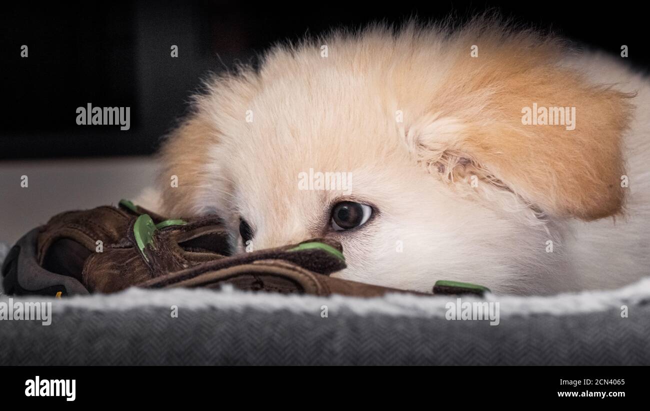 Deutsch Verblumpter Weißer Welpe Stockfoto