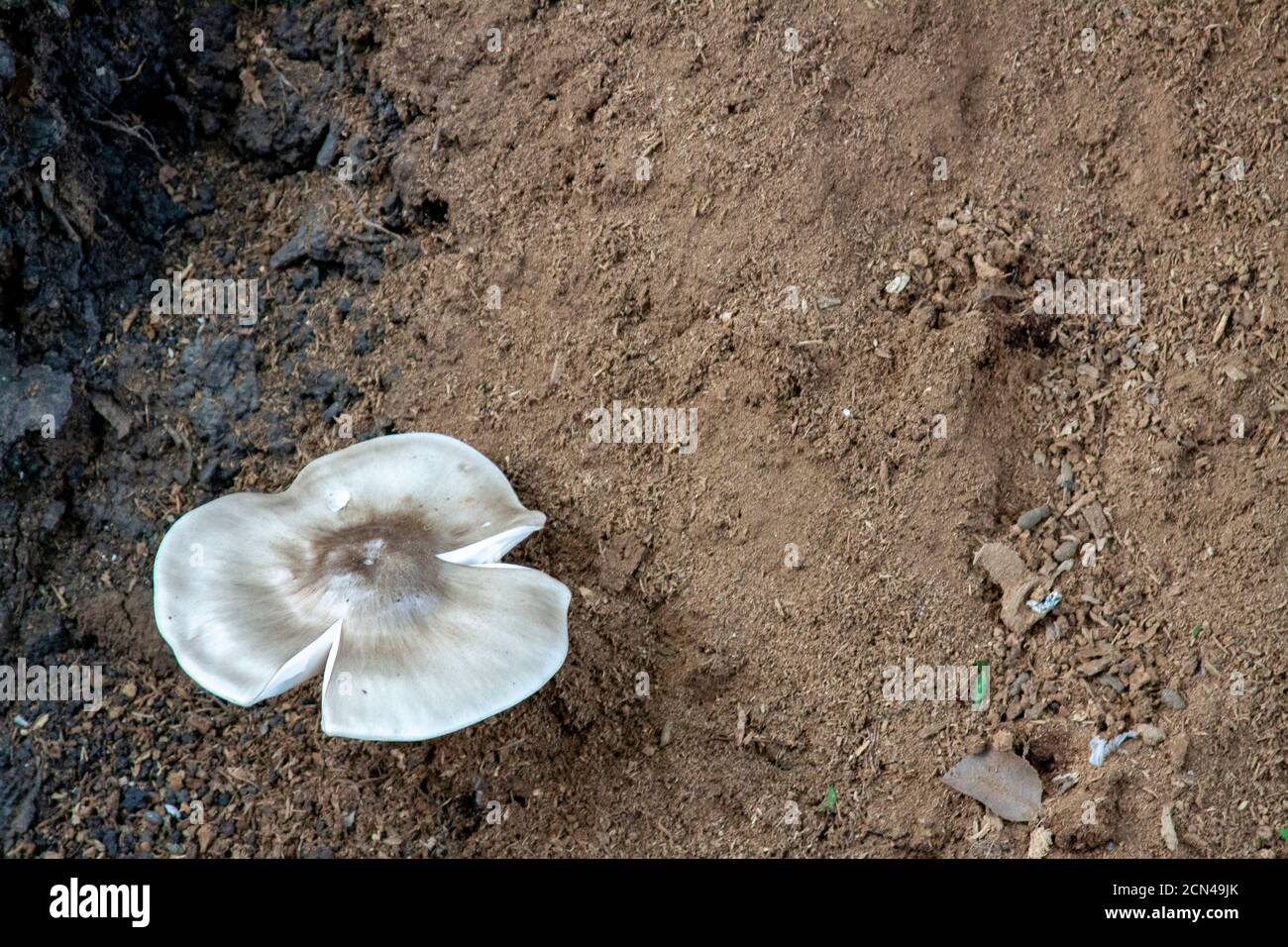 Ein großer Pilz auf dem Boden. Stockfoto
