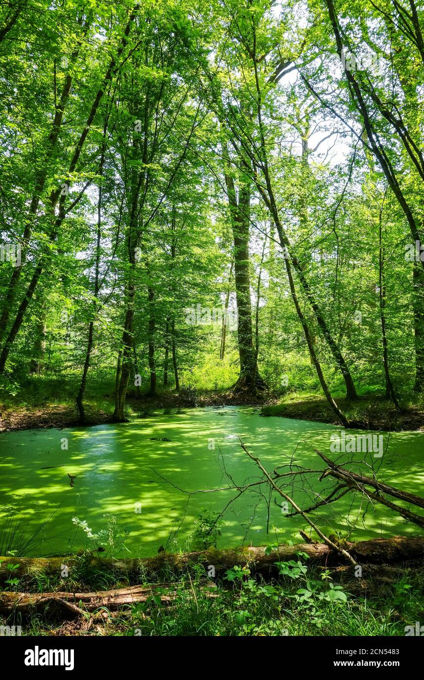 Fontainebleau Waldlandschaft, Frankreich Stockfoto