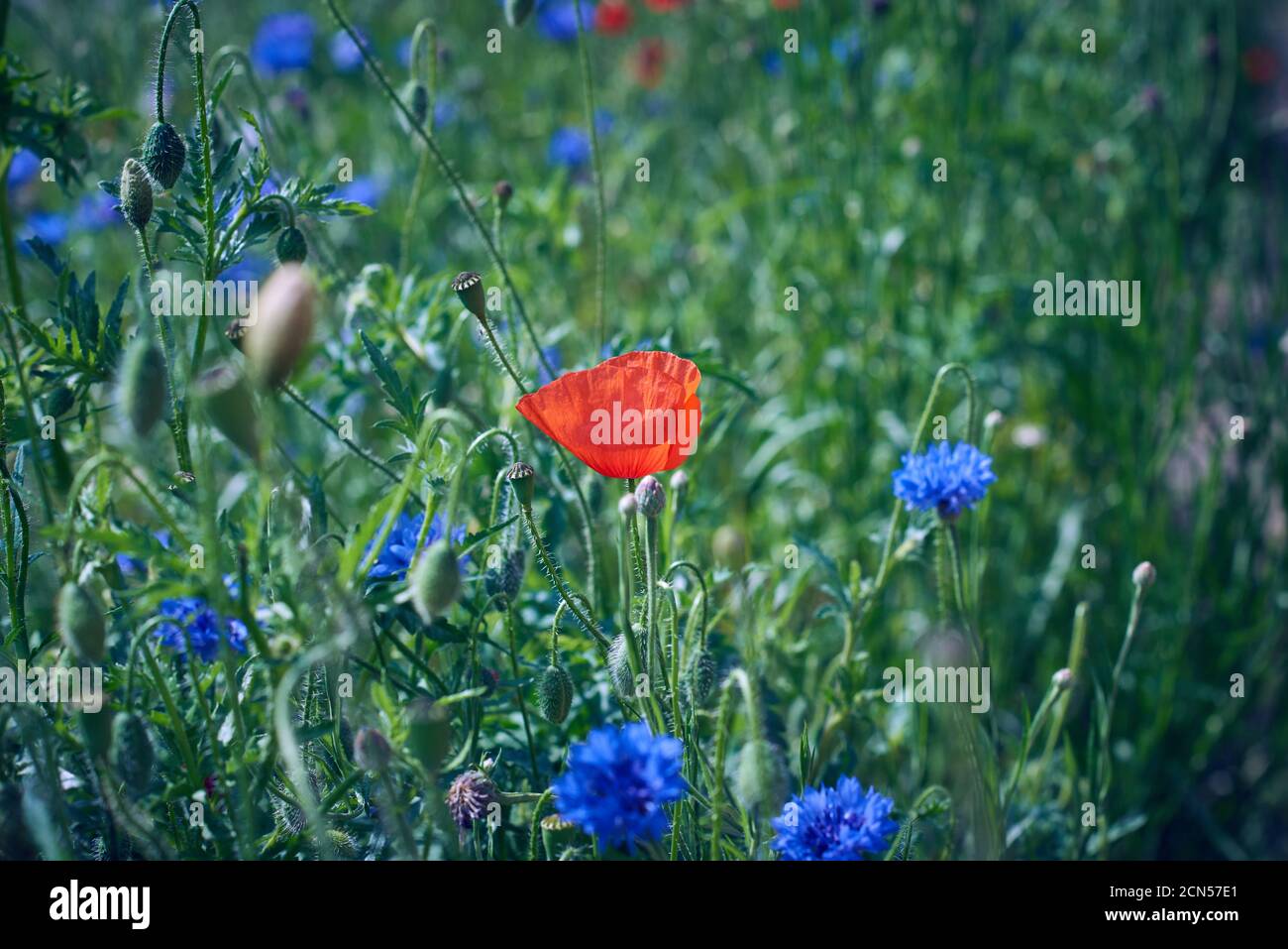 Feld mit blauen Kornblumen und rot blühenden Mohnblumen und grün Blätter Stockfoto