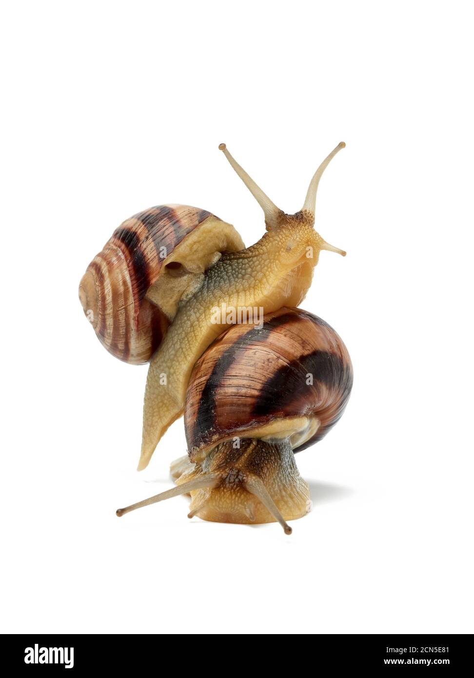 Zwei braune Schnecken sind auf weißem Hintergrund isoliert Stockfoto