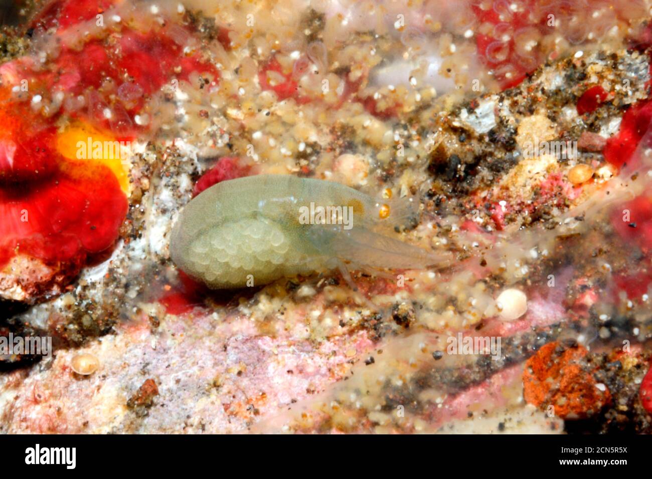 Ascidian Shrimp, oder Tunikat Garnelen, möglicherweise Periclimenaeus storchi. Weibchen mit Eiern. Tulamben, Bali, Indonesien. Bali Meer, Indischer Ozean Stockfoto