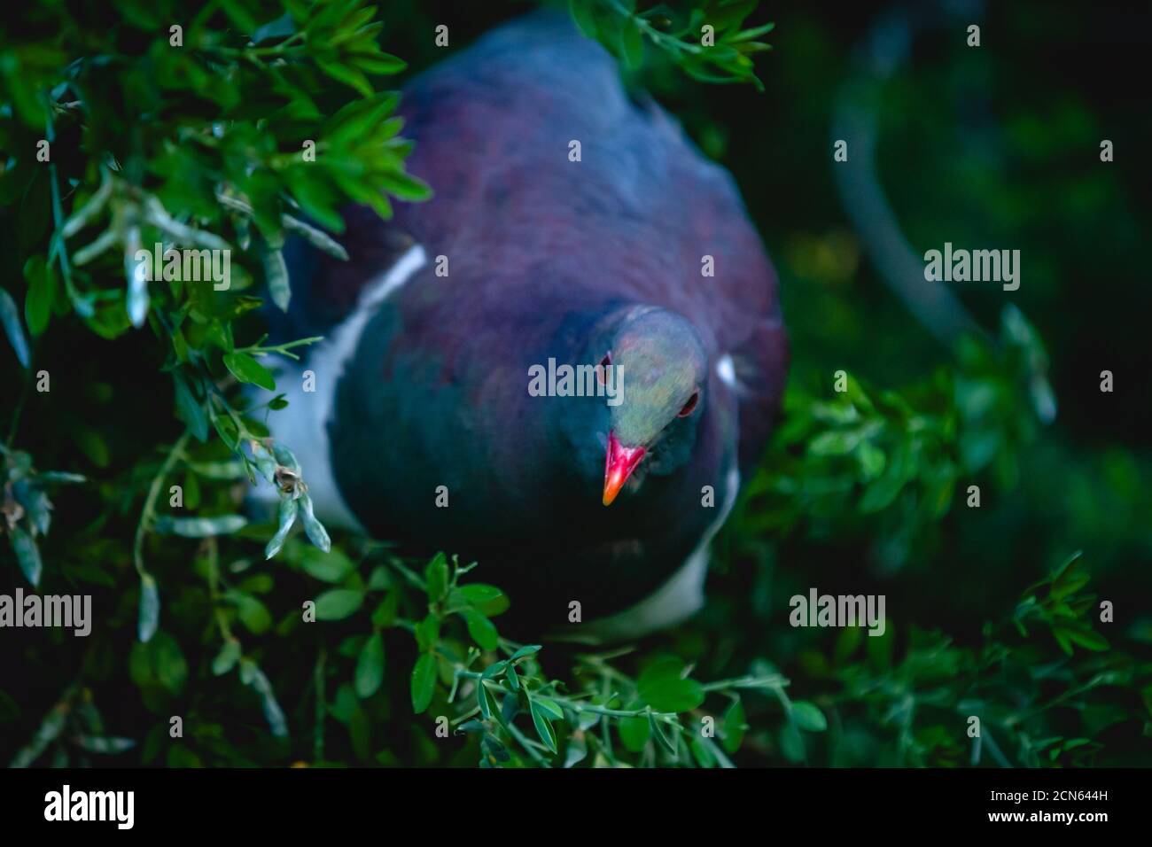 Kererū, ein Vogel aus der Taubenfamilie, der in Neuseeland beheimatet ist, in der Abenddämmerung Stockfoto