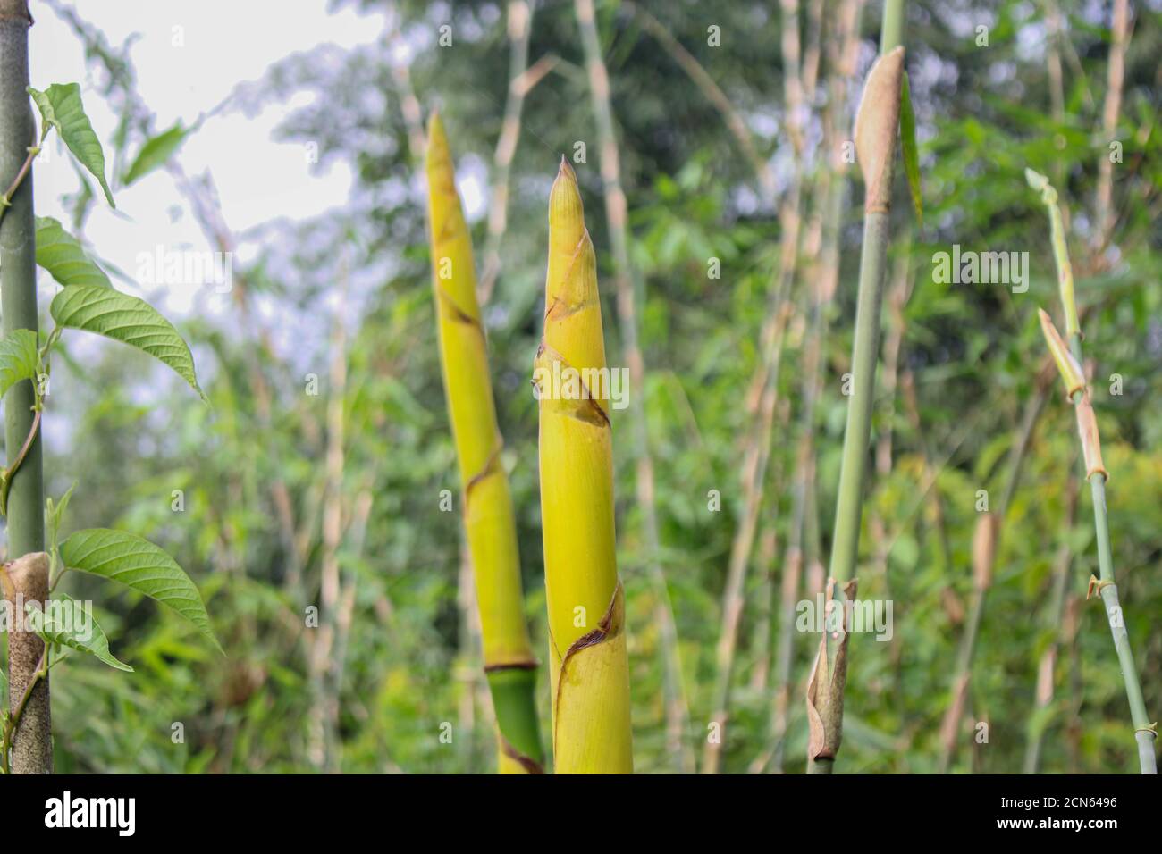 Bambus schießen in den Wald Natur, asiatische Länder Beliebte Lebensmittel Stockfoto