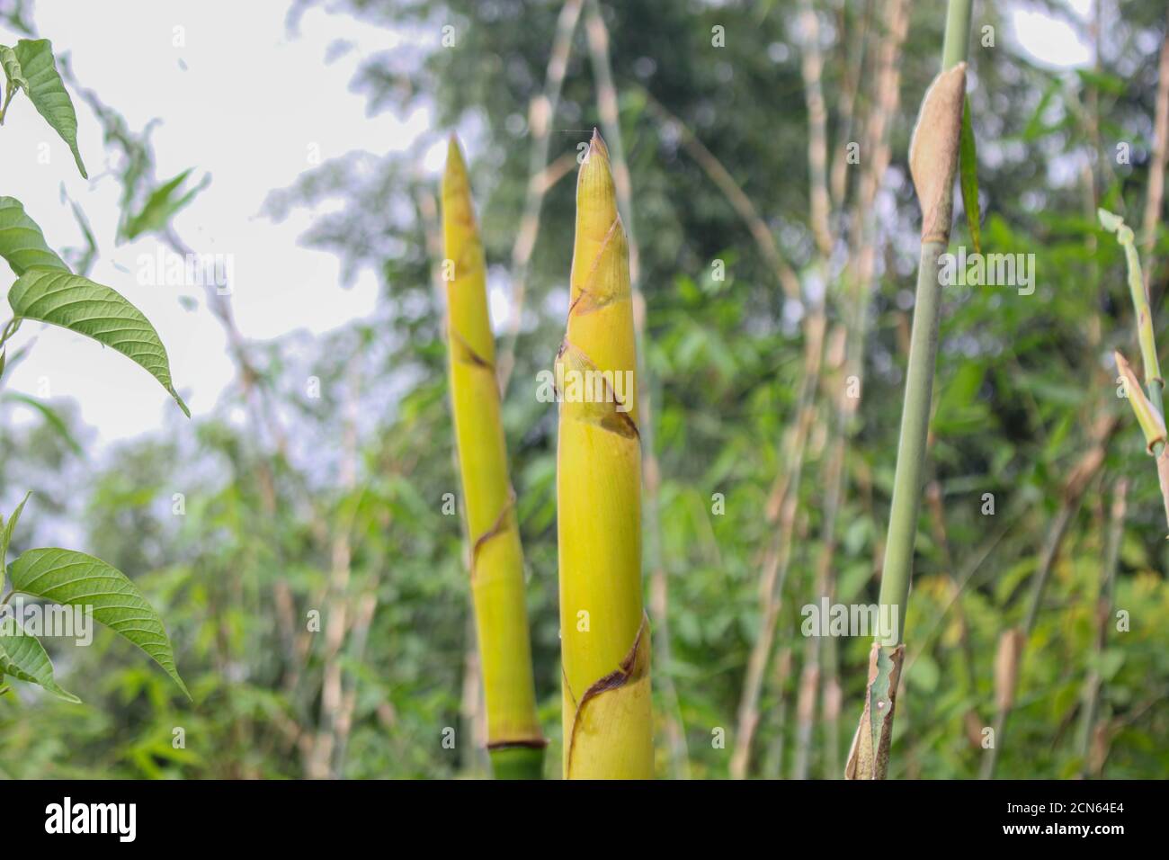 Bambus schießen in den Wald Natur, asiatische Länder Beliebte Lebensmittel Stockfoto