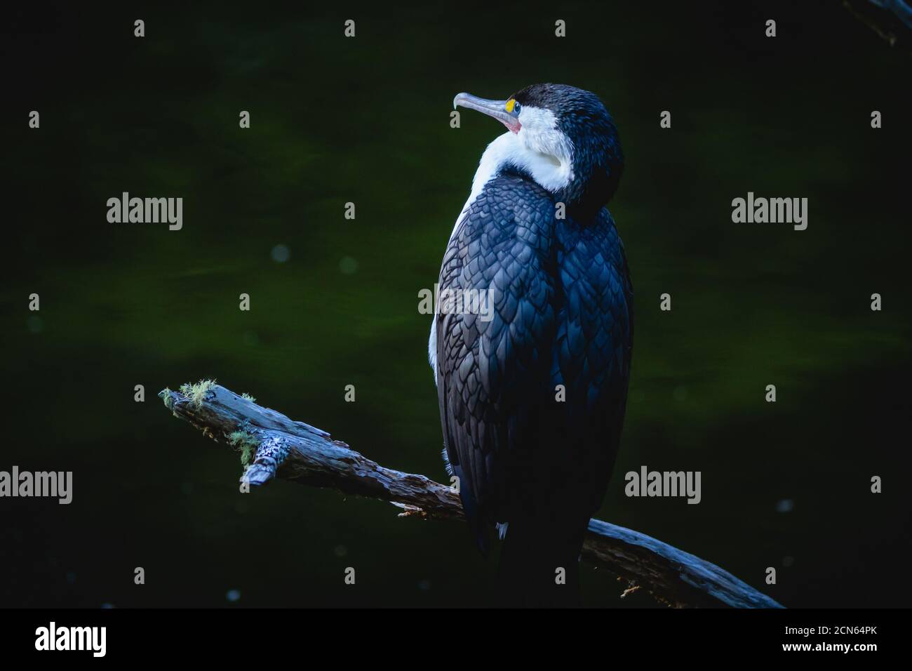 Pied Shag, ein Vogel aus der Kormoran-Familie, der in Neuseeland beheimatet ist, in der Abenddämmerung Stockfoto