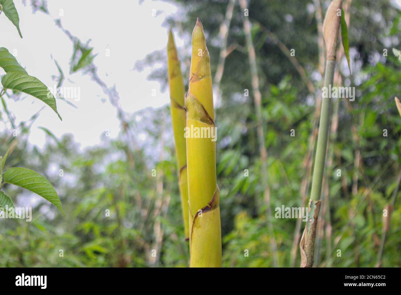 Bambus schießen in den Wald Natur, asiatische Länder Beliebte Lebensmittel Stockfoto