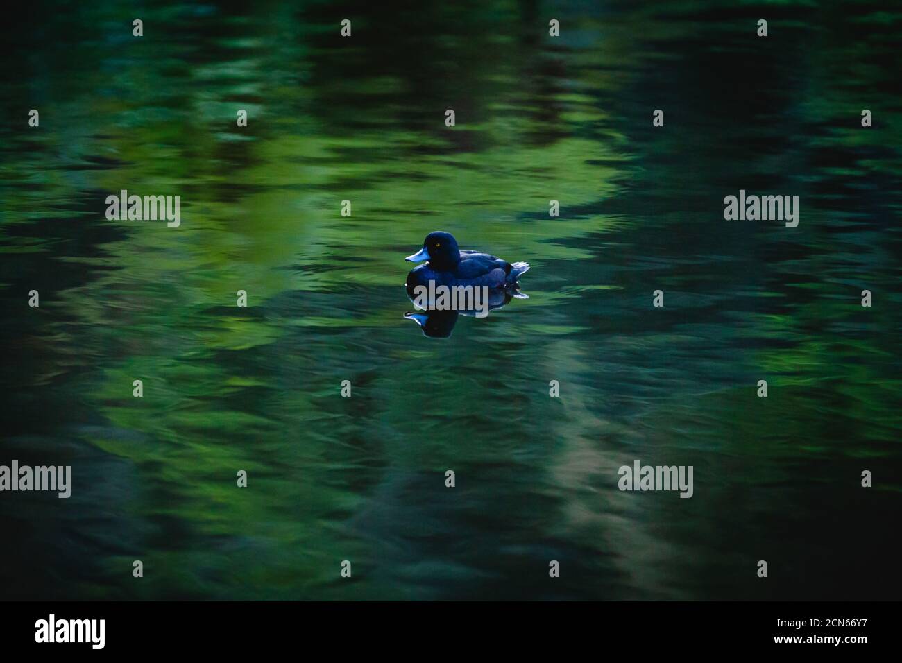 Pāteke, eine Ente aus Neuseeland, schwimmt in der Dämmerung in einem Teich Stockfoto
