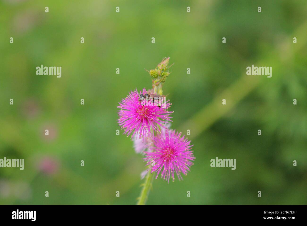 Schöne Dorn Blume, rosa Blume, Blume in asien Bilder Stockfoto
